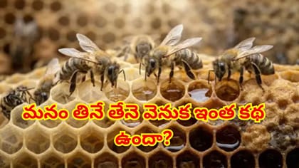 తేనె నిజంగానే తేనెటీగల వాంతినా? అసలు నిజం తెలిస్తే ఆశ్చర్యపోతారు!