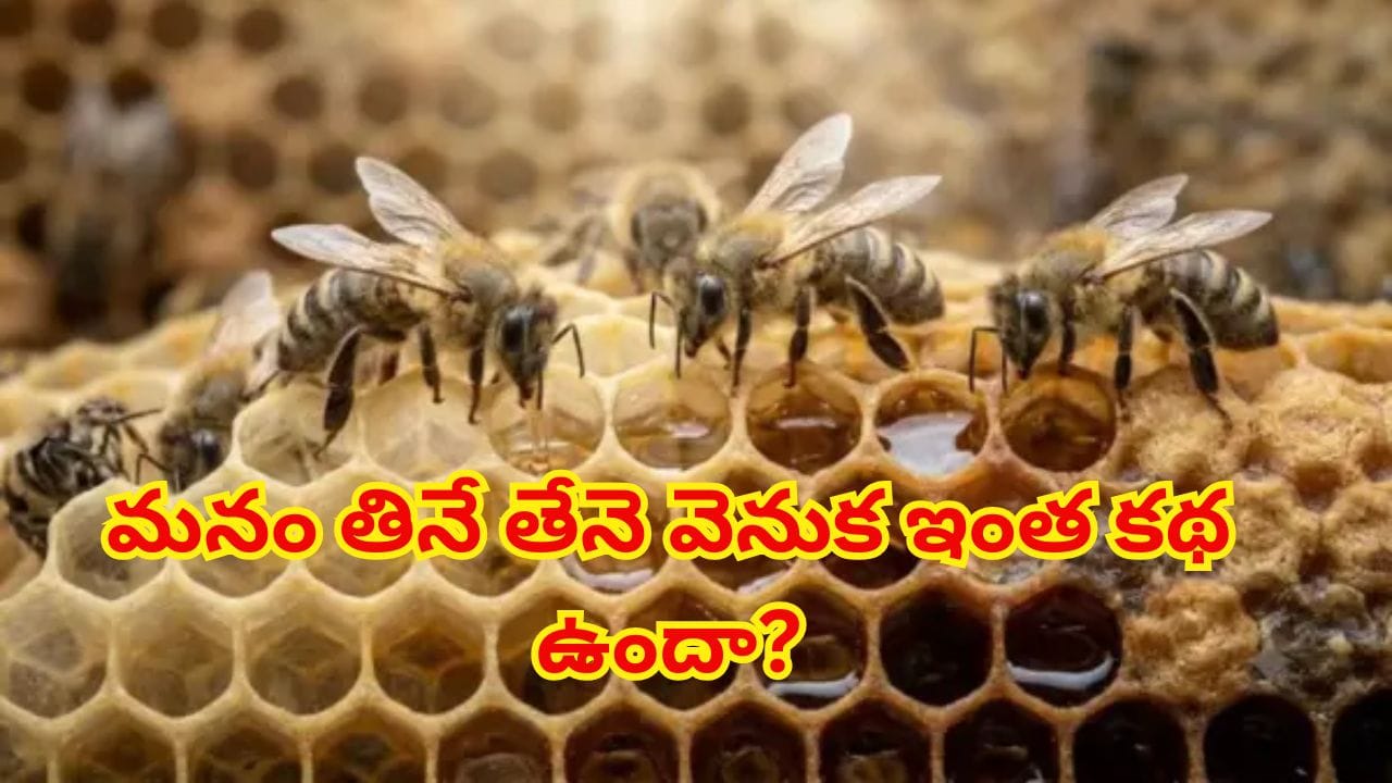 తేనె నిజంగానే తేనెటీగల వాంతినా? అసలు నిజం తెలిస్తే ఆశ్చర్యపోతారు!