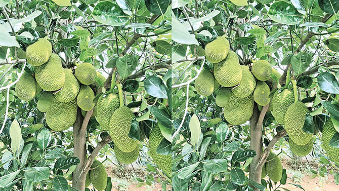 ఖమ్మంలో ఈ మొక్క స్పెషాలిటీ తెలిస్తే షాకవ్వాల్సిందే!