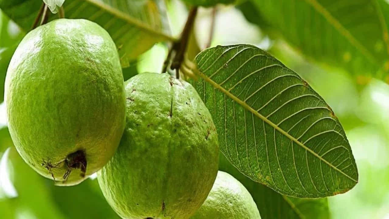 విటమిన్ సి (300-500 మిల్లీగ్రాములు): రోజుకు 50-100 మిల్లీగ్రాముల విటమిన్ సి శరీరానికి సరిపోతుంది. కానీ కంటి రెటీనా లేదా మ్యాకులా సమస్యలు ఉన్నవారు వీటిని రిపేర్ చేయడానికి 300-500 మిల్లీగ్రాములు తీసుకోవడం అవసరం. 100 గ్రాముల జామకాయలో సుమారు 200 మిల్లీగ్రాముల విటమిన్ సి ఉంటుంది. రోజుకు రెండు జామకాయలు, పెద్ద ఉసిరికాయ ముక్కలు తినడం వలన అవసరమైన మోతాదును సులభంగా పొందవచ్చు.