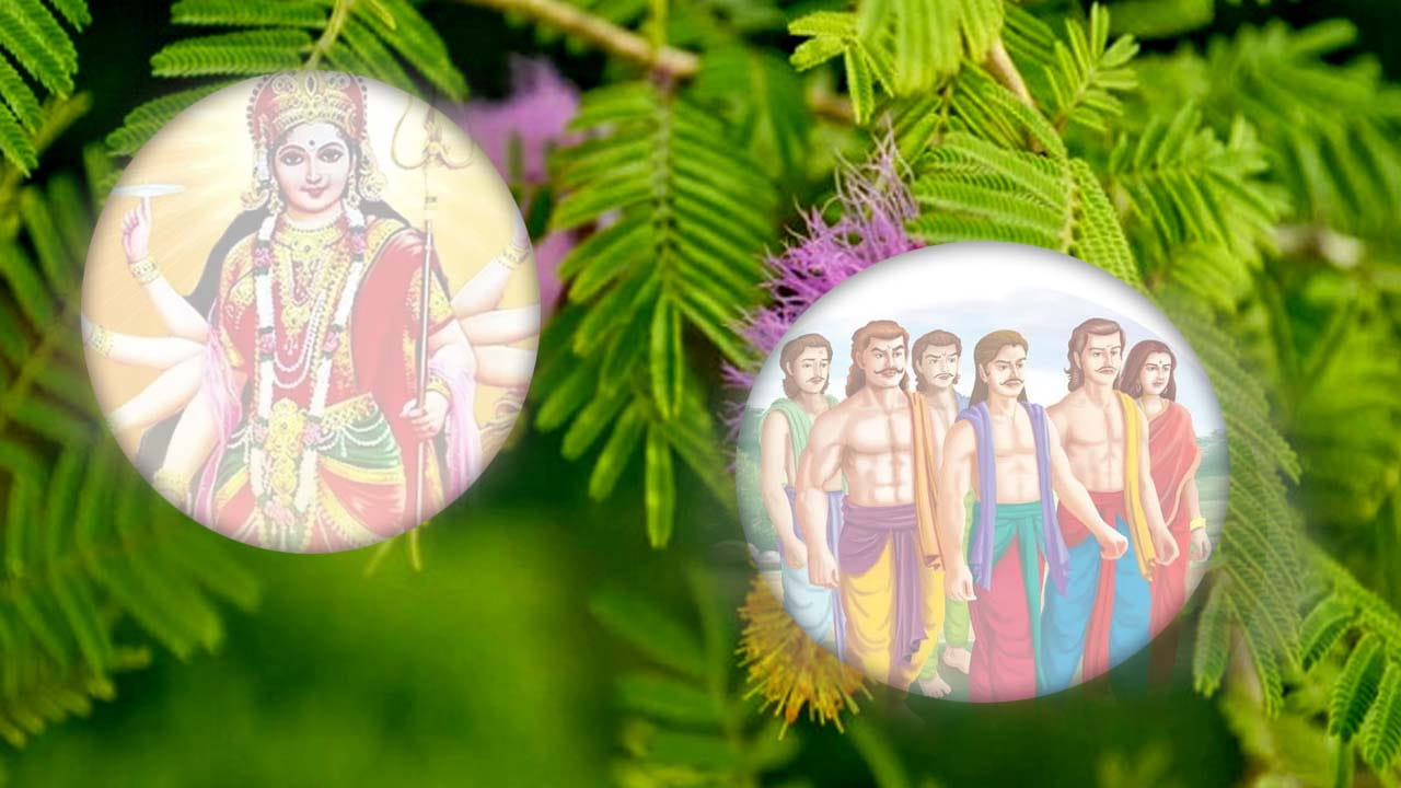 జమ్మి ఆకులను పంచుకోవడం వెనుక ఉన్న పౌరాణిక కథలు, జానపద కథలు కూడా ఉన్నాయంట. ముఖ్యంగా మహాభారతం ప్రకారం పాండవులు అజ్ఞాతవాసానికి వెళ్తూ తమ ఆయుధాలన్నింటినీ ఒక జమ్మి చెట్టు మీద దాచిపెట్టారు. 12 ఏళ్లు అరణ్యవాసం, 1 ఏడాది అజ్ఞాతవాసం పూర్తి అయిన తర్వాత విజయదశమి రోజు తిరిగి వచ్చి ఆ చెట్టు మీద ఆయుధాలు తీసుకొని శమీ పూజ చేశారంట. తర్వాత కౌరవులపై యుద్ధానికి వెల్లి గెలిచారు. అందువలన విజయానికి గుర్తుగా జమ్మి చెట్టును పూజించి, ఆకులను పంచుకుంటారంట.