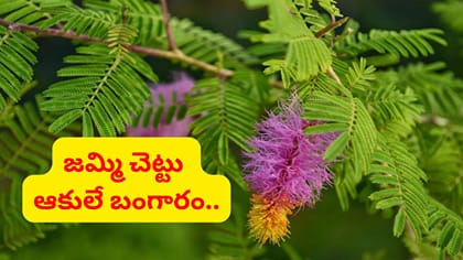ఆకులే బంగారం.. దసరా రోజున జమ్మి పూజ ఎందుకు చేస్తారు..?