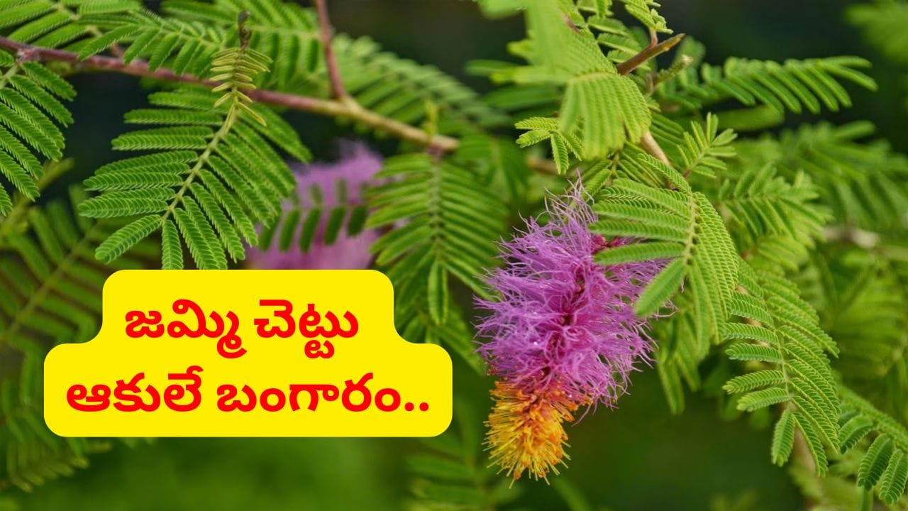 సాక్షాత్తూ దుర్గాదేవి స్వరూపం.. దసరా రోజున జమ్మి పూజ ఎందుకు చేస్తారు..?