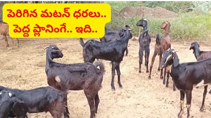 మటన్ ధరలు పెరగడంతో మేకల దొంగతనాలు..