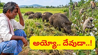 చీరలు కట్టినా.. కంచెలు వేసినా ఫలితం లేదు.. అన్నదాతకు కష్టాల మీద కష్టాలు..