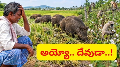 అయ్యో అన్నదాత.. అడవి పందులు, కోతులతో కష్టాల మీద కష్టాలు..