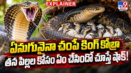 ఏనుగునైనా చంపే కింగ్‌ కోబ్రా.. తన పిల్లల కోసం ఏం చేసిందో తెలుసా