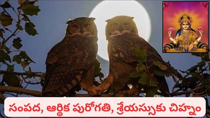 కోజాగిరి పౌర్ణమి రాత్రి గుడ్లగూబ కనిపిస్తే శుభమా? లక్ష్మీదేవి..