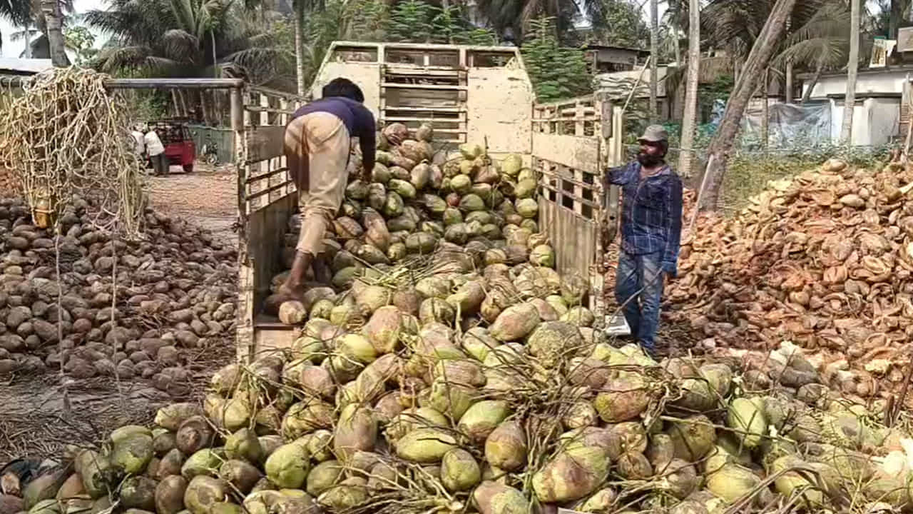 కోనసీమ కొబ్బరికి ధరలు పెరిగాయి. త్వరలో పండుగలు రానున్న విషయం తెలిసిందే. దసరా, దీపావళి పండుగలు వస్తున్న నేపథ్యంలో ధరలు పెరగడంతో రైతులు ఆనందం వ్యక్తం చేస్తున్నారు. కష్టానికి తగిన ఫలితం లభిస్తుందని వారు చాలా సంతోషపడుతున్నారు. కాగా, దాని గురించి మనం తెలుసుకుందాం.