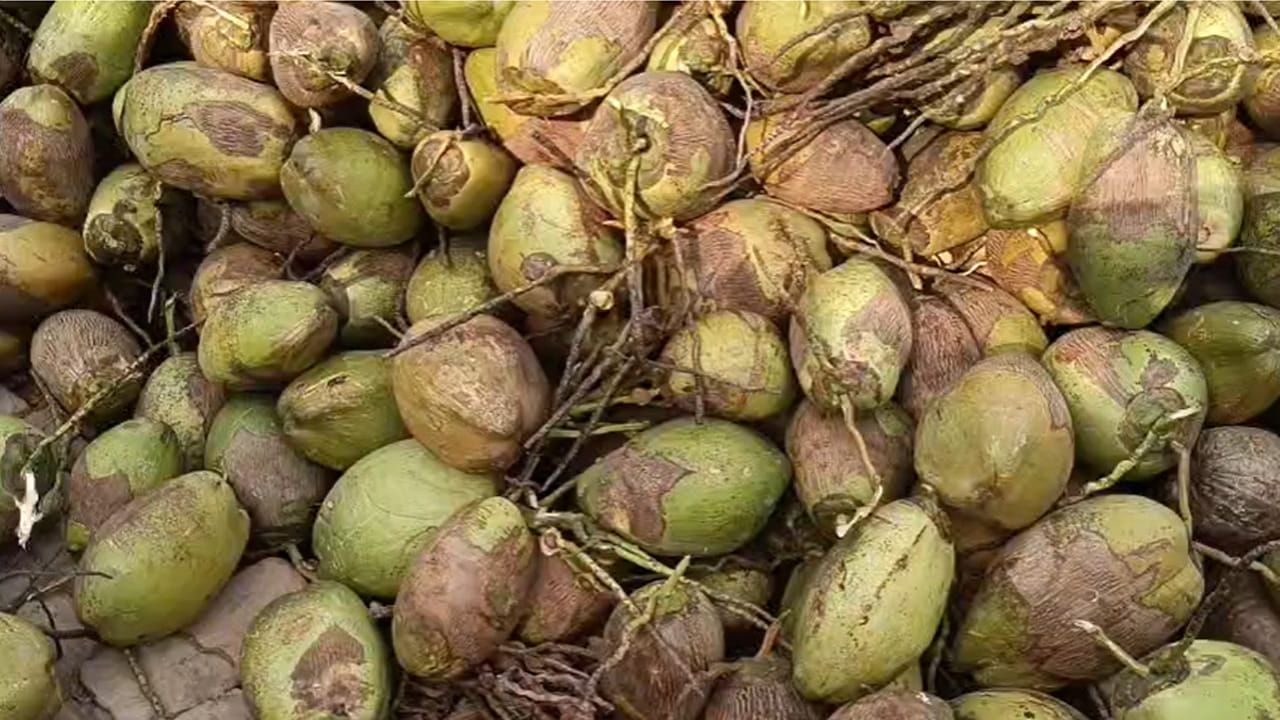 ఈ కొబ్బరి ధరలు రానున్న రోజుల్లో మరింత పెరిగే అవకాశం ఉందంటున్నారు కొబ్బరి వ్యాపారులు. రానున్నది పండుగల సీజన్ కావడంతో ధరలు పెరుగుతాయని ఆశాభావం వ్యక్తం చేస్తున్నారు కొబ్బరి రైతులు, వ్యాపారులు. దసరా, దీపావళి ,కార్తీక మాసం పర్వదినాలు కావడంతో ఇప్పటి నుండే ఎగుమతులు ఊపందుకున్నాయి. 