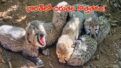 భారత్ గడ్డపై కొత్త తరం చిరుతలు.. ఒకే కాన్పులో 5 కూనలు!