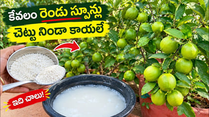 2 స్పూన్లు నిమ్మ చెట్టుకు ఇచ్చి చూడండి.. ఇక కాయలే కాయలు