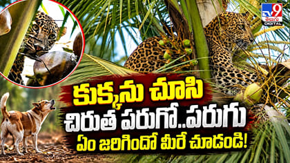 కుక్కను చూసి చిరుత పరుగో.. పరుగు.. ఏం జరిగిందో మీరే చూడండి!