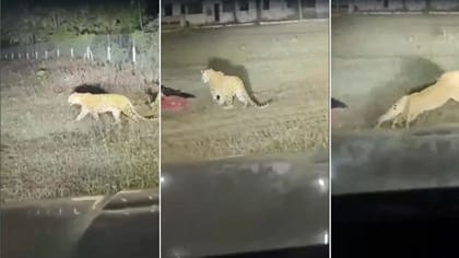 Viral Video: నిద్రలో ఉన్న కూలీలపైకి దూసుకొచ్చిన చిరుతపులి..!