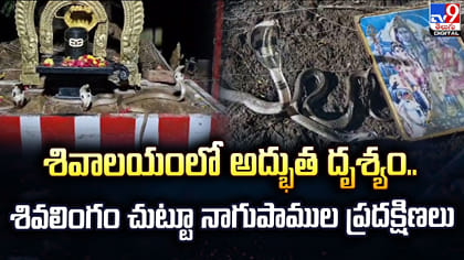 శివలింగం చుట్టూ నాగుపాముల ప్రదక్షిణలు