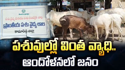 ఒళ్లంతా భయంకరమైన పుండ్లు, బొబ్బలు.. పశువుల్లో వింత వ్యాధి..