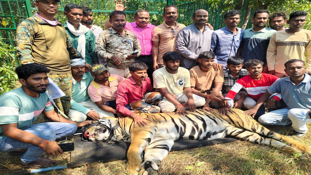 Maharashtra Man Eater Tiger