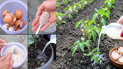 గుడ్డు పెంకులను పడేస్తున్నారా? మొక్కల కోసం ఇలా అద్భుతమైన కాల్షియం