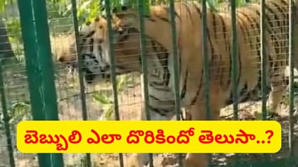 ఐదుగురి ప్రాణాలు తీసిన పులి చిక్కింది.. నెల రోజుల ఉత్కంఠకు తెర!