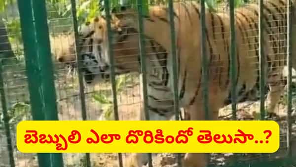 హమ్మయ్యా.. మ్యాన్ ఈటర్ చిక్కింది.. T-122 నరభక్షక పులిని ఎలా బంధించారంటే..