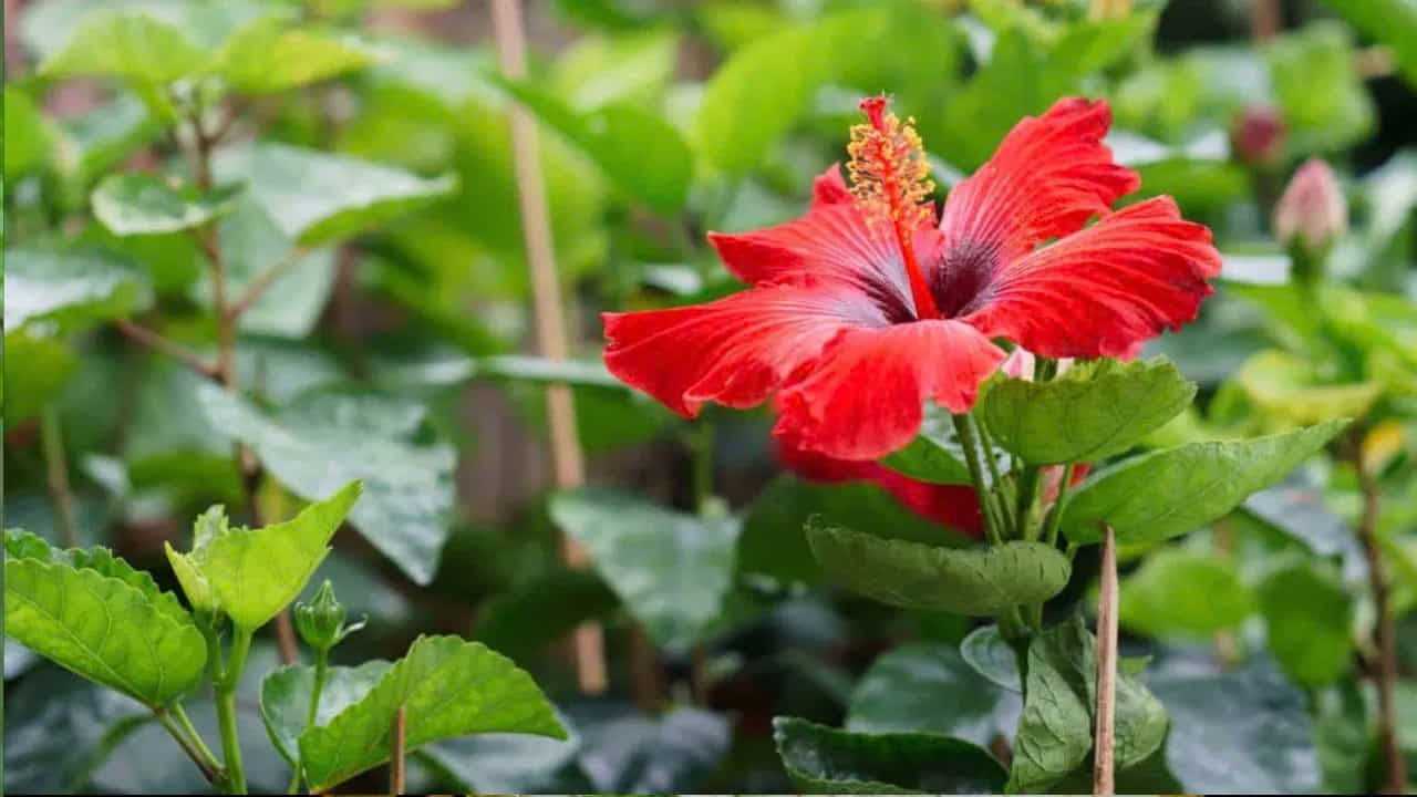 చాలా మంది పూజకు సువాసన ఉన్న పువ్వులను ఉపయోగిస్తారు. ఎలాంటి సువాసన లేని మందారం ఉపయోగించవచ్చా అనే డౌట్ ఉంటుంది. అయితే మందారం పువ్వుకు స్మెల్ లేకపోయినప్పటికీ, దాని రంగు, ఆకర్షణ వలన ఇది చాలా దేవతలకు ప్రియమైన పువ్వుగా ఉంటుందంట.