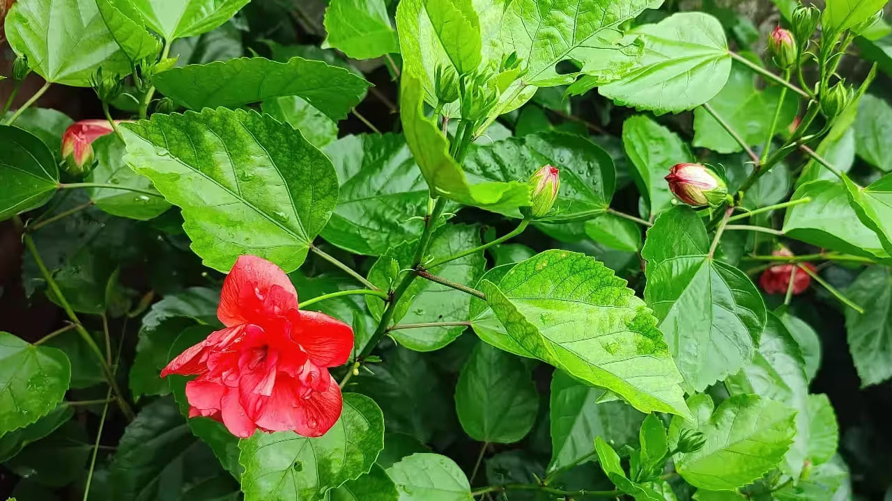 అంతే కాకుండా మందార పువ్వుల మొక్క చాలా త్వరగా ఎదుగుతూ ఎక్కువ పువ్వులను ఇవ్వాలి అంటే తప్పకుండా దానికి పొటాషియం అందించాలి. సరైన మోతాదులో ఎరువులను అందించినప్పుడే అది బాగా వేపుగా పెరుగుతుంది. వారంలో ఒక్కసారి ఎరువులు వేసినా, మొక్కలు చాలా వేగంగా సులువుగా పెరుగుతుంటాయి.
