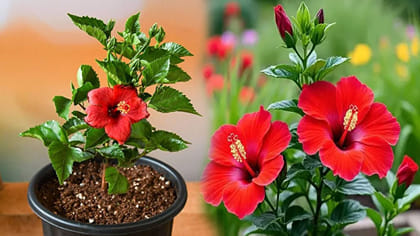 కుండీల్లో మందారం మొక్కను ఎలా పెంచాలో తెలుసా?