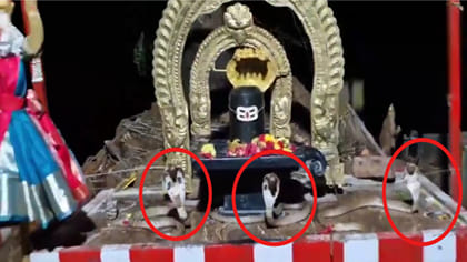 అంతా శివలీల..! ఆలయంలోకి మూడు నాగు పాములు వచ్చి ఏం చేశాయంటే.?