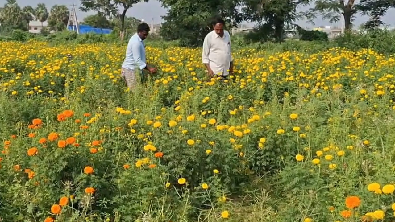 Andhra: ప్రస్తుతం ధర లేదు.. అయినా లాభమే..! బంతిపూలతో రైతు సక్సెస్..