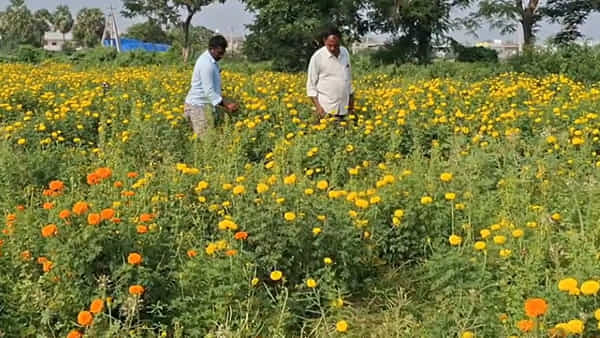 Andhra: ప్రస్తుతం ధర లేదు.. అయినా లాభమే..! బంతిపూలతో రైతు సక్సెస్..