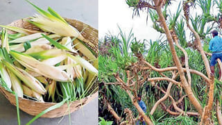 Andhra: కంచెగా పెంచిన మొగలి.. ఇప్పుడు రైతులకు కాసుల పంట!