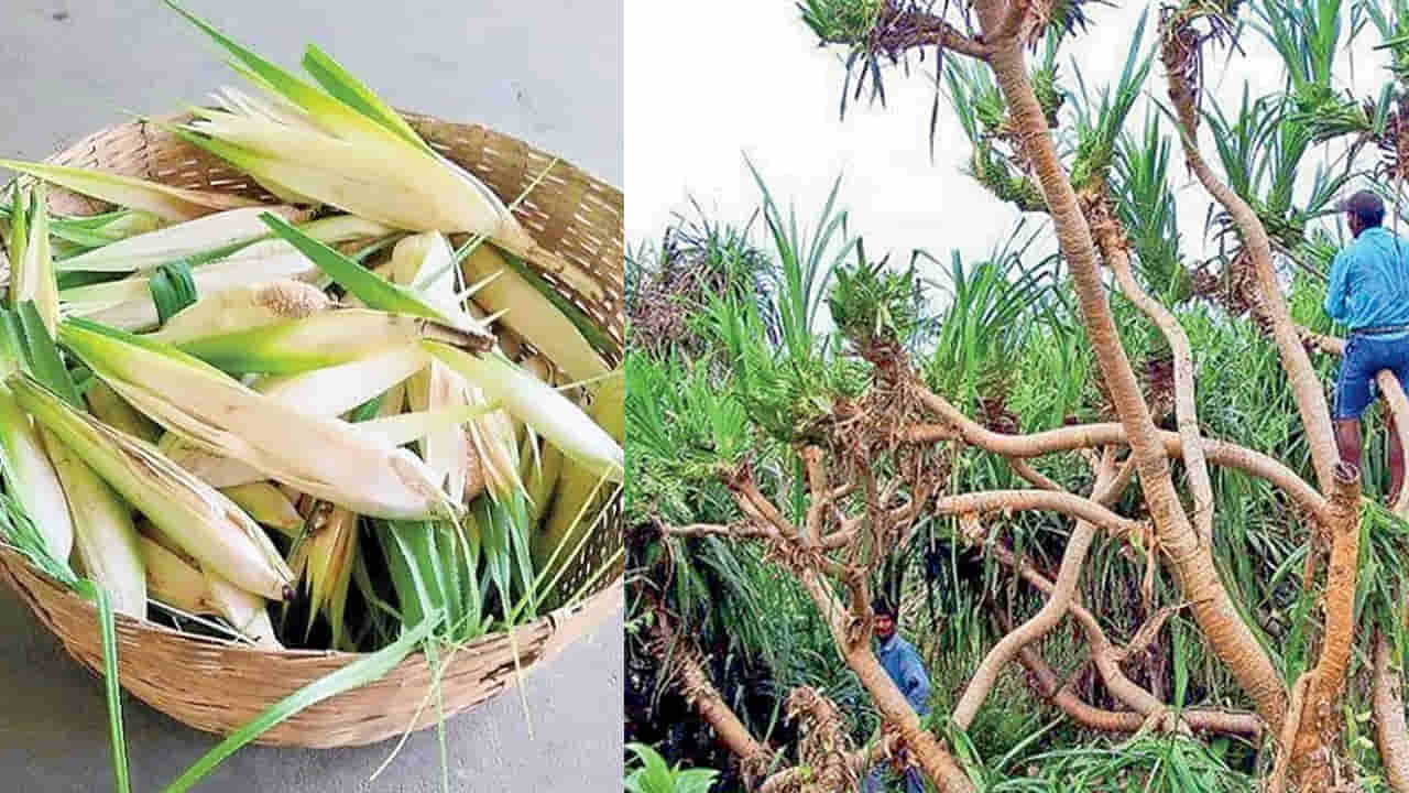 Andhra: కంచెగా పెంచిన మొగలి.. ఇప్పుడు రైతులకు కాసుల పంట!