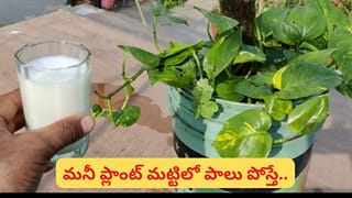 మనీ ప్లాంట్ మట్టిలో పాలు పోస్తున్నారా? లక్ష్మీదేవి అనుగ్రహం కోసం ఇలా చేస్తే ఏమవుతుందో తెలుసా?