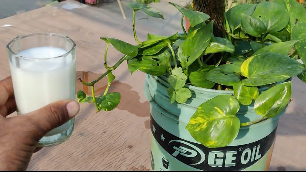 Money Plant Vastu Tips: చాలా మంది తమ ఇళ్ల అందాన్ని పెంచుకోవడంతో పాటు, ఇంట్లో సంతోషం, శాంతి, శ్రేయస్సు వెల్లివిరియాలని మనీ ప్లాంట్ను పెంచుతుంటారు. ఇంటి అలంకరణకు అందంగా కనిపించే ఈ మొక్కకు వాస్తు శాస్త్రంలో కూడా ప్రత్యేక ప్రాముఖ్యత ఉంది. మనీ ప్లాంట్ను సరైన దిశలో పెంచితే ఇంట్లో సానుకూల శక్తి పెరుగుతుందని, ఆర్థికంగా మంచి ఫలితాలు కలుగుతాయని చాలామంది నమ్ముతారు. అయితే కొందరు మనీ ప్లాంట్ పెరుగుతున్న మట్టిలో కొద్దిగా పాలు కూడా పోస్తుంటారు. ఇలా చేయడం వెనుక ఉన్న నమ్మకాలేంటి? దీనివల్ల ఎలాంటి ఫలితాలు కలుగుతాయని భావిస్తారో తెలుసుకుందాం.