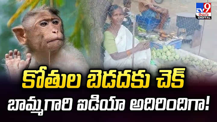 కోతుల బెడదకు చెక్.. బామ్మగారి ఐడియా అదిరిందిగా! కోతుల బెడదకు చెక్.. బామ్మగారి ఐడియా అదిరిందిగా!