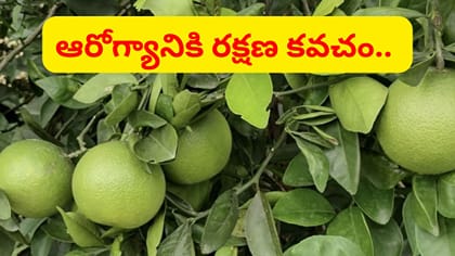 ఫుల్లుగా విటమిన్ సి, మినరల్స్.. వందల సమస్యలకు సహజ ఔషధం..