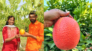 ఎన్టీఆర్ జిల్లాలో అరుదైన పంట.. గాక్ సాగుతో రైతుకు భారీ ఆదాయం