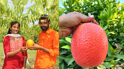 ఎన్టీఆర్ జిల్లాలో అరుదైన పంట.. గాక్ సాగుతో రైతుకు భారీ ఆదాయం
