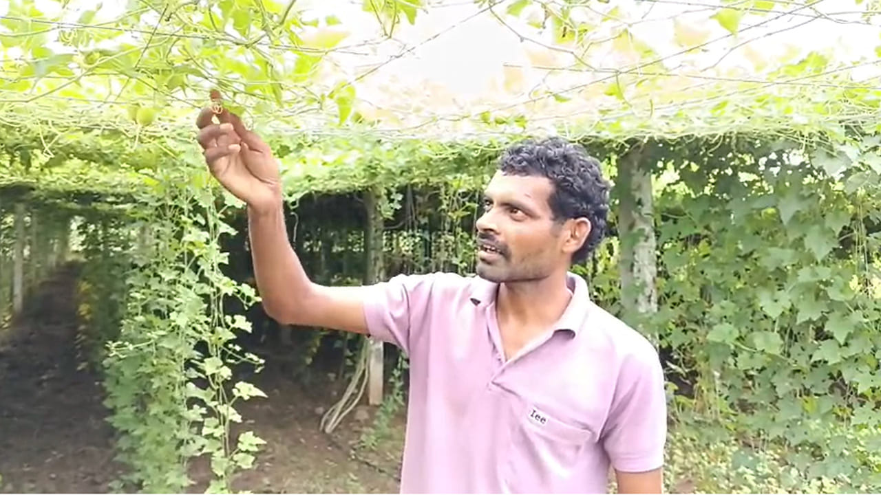 కొత్త పంట కావడంతో అనుభవం కంటే నమ్మకమే ఎక్కువ. అయినా సరే.. శ్రమను నమ్ముకుని ముందుకెళ్లారు. ఆయన నమ్మకం వమ్ము కాలేదు. నాటిన నాలుగు నెలల్లోనే పంట దిగుబడి ప్రారంభమైంది.మొదటి పంటలో సుమారు 2,100 కిలోల గాక్ పండ్లు దిగుబడి వచ్చాయి. అప్పట్లో కిలో రూ.800 చొప్పున విక్రయించడంతో రూ.16 లక్షలకు పైగా అమ్మకాల ఆదాయం లభించింది. ఒకప్పుడు మిరప పంట నష్టాలతో ఇబ్బంది పడిన ఆయనకు.. కొత్త పంట మంచి అవకాశాన్ని చూపించింది.