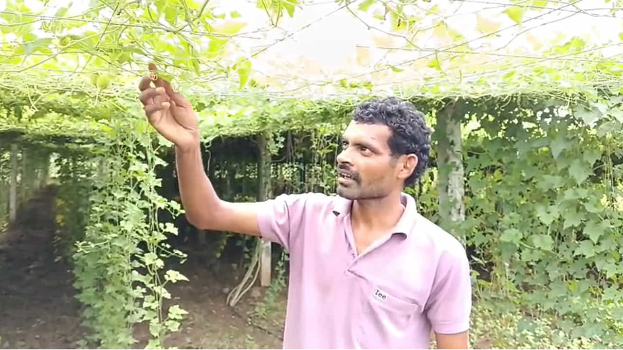 కొత్త పంట కావడంతో అనుభవం కంటే నమ్మకమే ఎక్కువ. అయినా సరే.. శ్రమను నమ్ముకుని ముందుకెళ్లారు. ఆయన నమ్మకం వమ్ము కాలేదు. నాటిన నాలుగు నెలల్లోనే పంట దిగుబడి ప్రారంభమైంది.మొదటి పంటలో సుమారు 2,100 కిలోల గాక్ పండ్లు దిగుబడి వచ్చాయి. అప్పట్లో కిలో రూ.800 చొప్పున విక్రయించడంతో రూ.16 లక్షలకు పైగా అమ్మకాల ఆదాయం లభించింది. ఒకప్పుడు మిరప పంట నష్టాలతో ఇబ్బంది పడిన ఆయనకు.. కొత్త పంట మంచి అవకాశాన్ని చూపించింది.