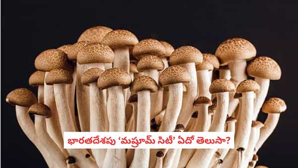 Mushroom Capital of India: భారతదేశపు ‘మష్రూమ్ సిటీ’ ఏదో తెలుసా? పరీక్షలకు ఉపయోగపడే సమాధానం ఇదే!