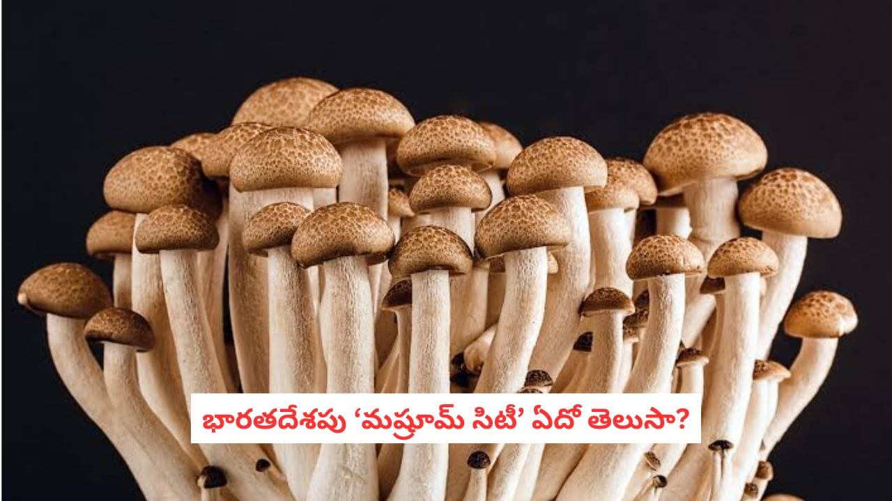 Mushroom Capital of India: భారతదేశపు ‘మష్రూమ్ సిటీ’ ఏదో తెలుసా? పరీక్షలకు ఉపయోగపడే సమాధానం ఇదే!
