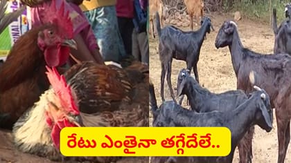 మటన్ ధరలకు ఏమాత్రం తగ్గని నాటు కోడి రేటు.. అయినా కొనుగోళ్లలో జోరు