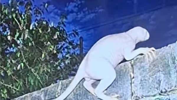 అమెరికాలో మిస్టరీ జీవి కలకలం.. ఏలియన్ అంటూ ప్రచారం.. కెమెరాలో ఏం కనిపించింది?