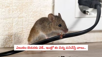  ఎలుకల బెడదకు చెక్.. ఇంట్లో ఈ చిన్న పనిచేస్తే చాలు.. 