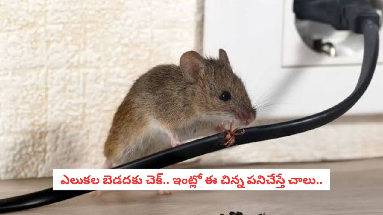 Mouse Repellent Tips: ఇంట్లో ఎలుకల బెడద ఎక్కువైందా? ఈ చిట్కాలతో వాటి రాకను తగ్గించుకోవచ్చు!