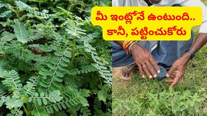 ప్రకృతి ప్రసాదించిన అద్భుత ఔషధం ఈ మొక్క..