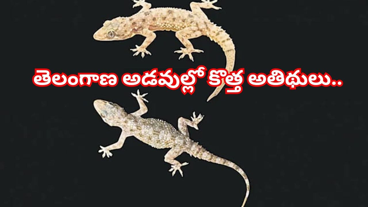 తెలంగాణ అడవుల్లో కొత్త అతిథులు.. వెలుగులోకి రెండు అరుదైన బల్లి జాతులు!