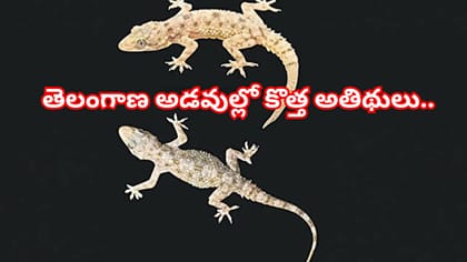 తెలంగాణ అడవుల్లో కొత్త అతిథులు.. వెలుగులోకి అరుదైన బల్లి జాతులు