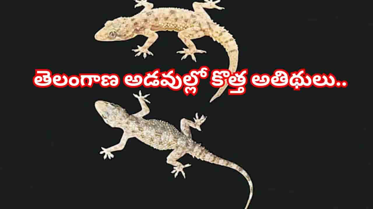 తెలంగాణ అడవుల్లో కొత్త అతిథులు.. వెలుగులోకి రెండు అరుదైన బల్లి జాతులు!